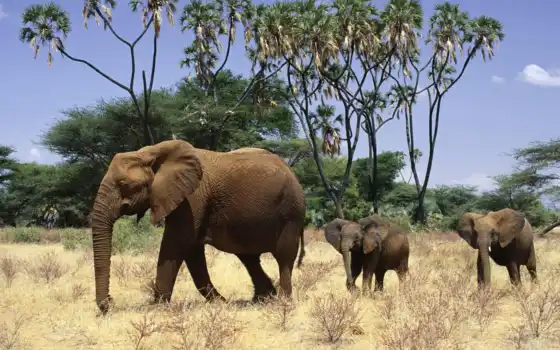 слон, семинг
