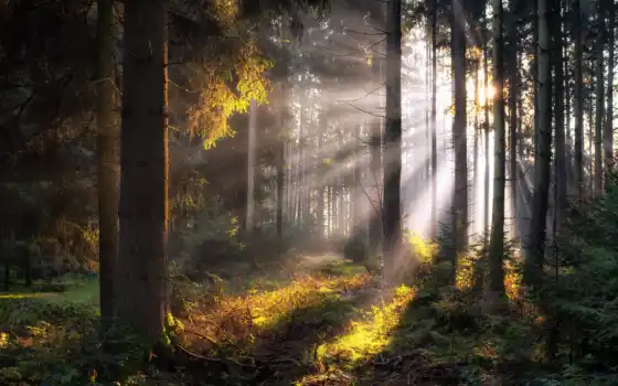 лес, лес, дерево, свет, жизнь, луч, сосна, солнце, крестный