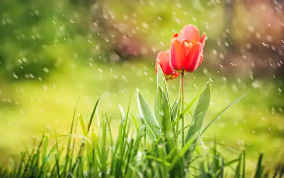 дождь, природа, весна, тюльпаны, трава, цветы,
