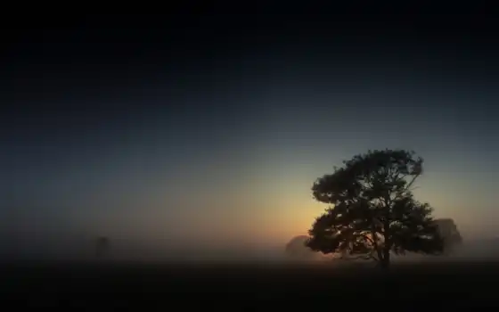 туман, утро, картинка, дерево, ночь, купить, 