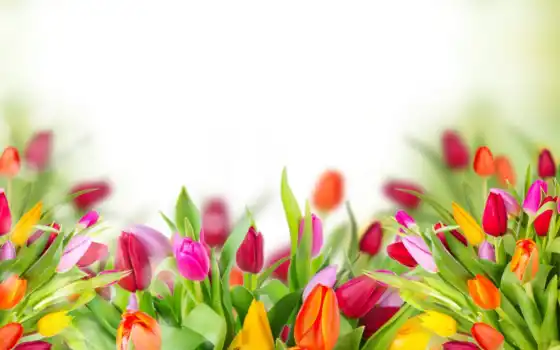 тульпан, цветы, растение, сад