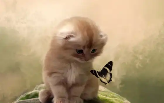 котенок, бабочка, кот, внимание, картинка, картинку, 