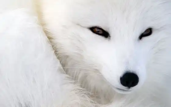 ,арктическая лиса, снежная лиса, белая лиса, полярная лиса, лиса, лиса,