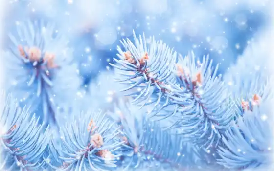 снег, branch, winter, fir, есть, new, природа, елка, blue, makryi