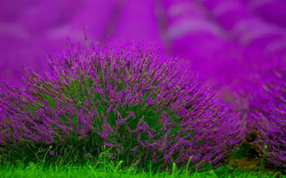 лаванда, цветы, поле, фиолетовый, куст