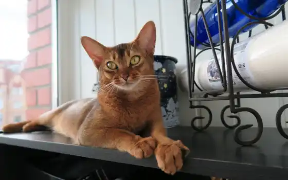 abyssin, abyssinian, раса, caract re, prix, vous