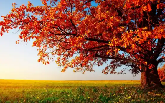 дерево, осень, природа