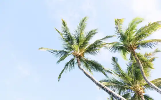 дерево, пальмовый, кокосовый, небо, тот, голубой, пляж, тропический, королевский, он, во