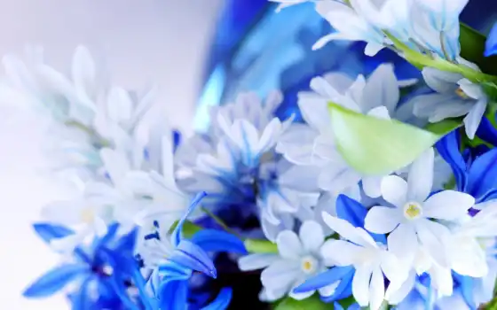 цветы, лепесток, растение, букет, синий, белый