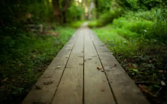 дорога, путь, природа, лес, перспектива, park, тропинка, wooden, 