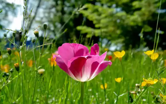 весна, кисть, тюльпан, цвет, ручка, весенние, лучи, розовый, цветение,