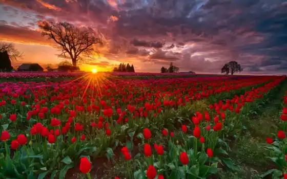 закат, тюльпан, tulips, восход, поле, поля, pinterest, oregon, skagit, wooden, shoe, 