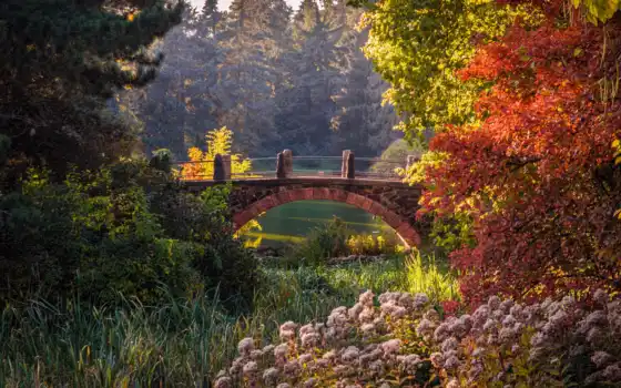 сад, ботанический, берлиновый, деревянный, немецкий, мост, осень, кустарник