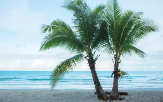 деревянное, летнее, море, кокосовый, пальма, близнец, песок, фото