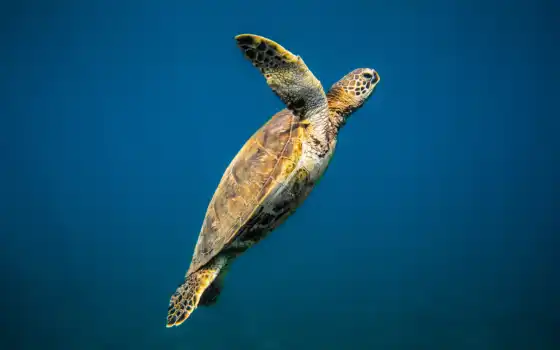 черепаха, море, саман, миро, вода, мир, это