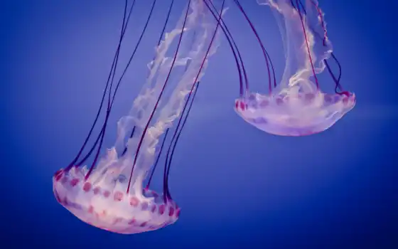 под водой, медузами, морем, водой,