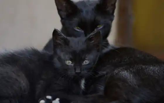 кот, черная, семья, котенок, коты