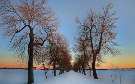 зима, оттава, фото, деревья, прекрасное, солнце, за пределами,
