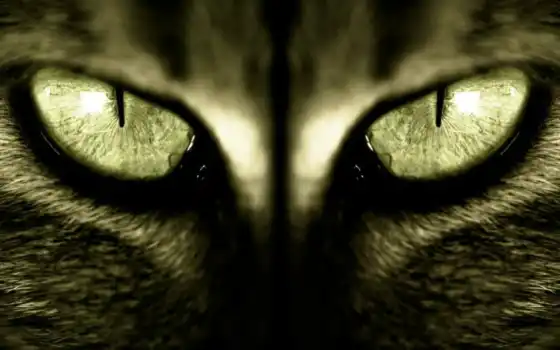 кот, глаз, животное