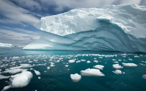 антарктида, четвертый, антарктиде, второй, четвертый, народ, льдов, медведей, ребро, минимум,