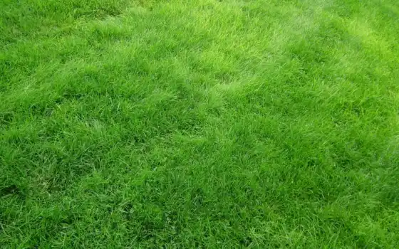 зелный, газон, фуарт