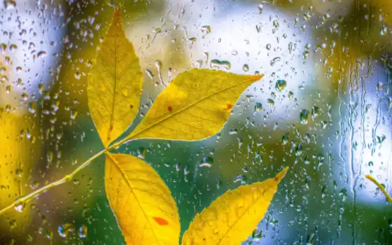 leaf, погода, glass, крымский