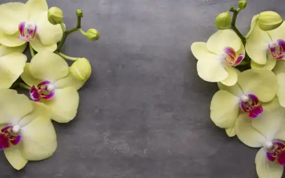 орхидея, который, dobavlyatsya, дат, ezhednevnyi, фаленопсис, миг