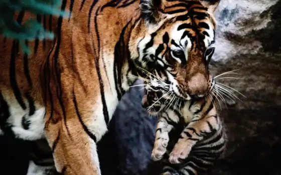 тигр, животное, детиш