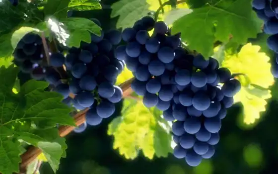 плоды, виноград, винограда, скопление, high, плод, pixels, 