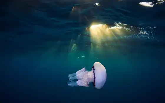 jellyfish, live, explore, animal, свободно, mobile