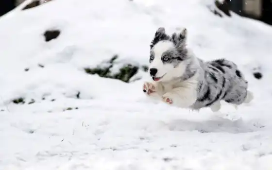 собака, животное, снег, зима, малыш, бег, овчарка