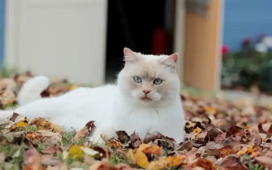 кот, листья, белый, осень, 