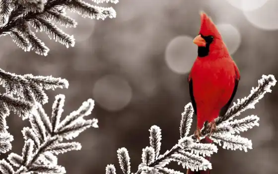 кардинал, красный, птица, ветка, дереве, замерзшем, 