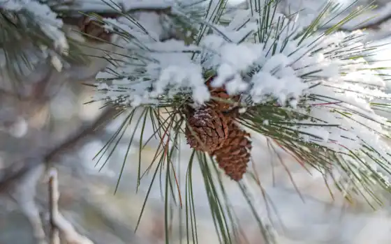 погода, снег, бишкек, branch, forecast, pine