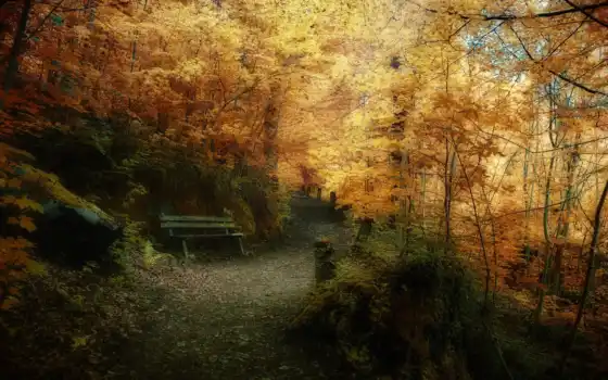 природа, осень, лес, качества, фотографий, высокого, фотошопа, 