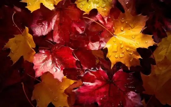 leaf, осень, water, листва, tat, pinterest, bild