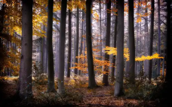 пейзаж, осень, лес, натуральные, дерево