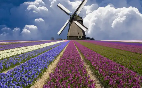ветряк, поле, тюльпан, цветы, нидерланды, природа, облако