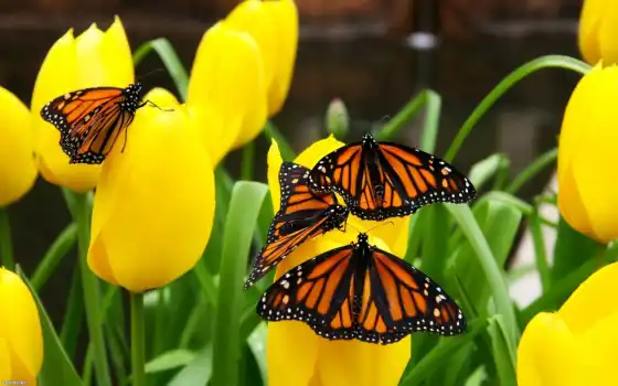 бабочка, тюльпан, yellow, цветы, природа, картинка