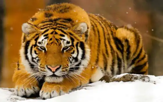 тигр, снег, животное, кот, зима, биг