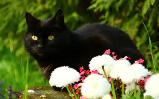 кот, black, взгляд, cvety