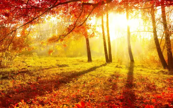 осень, жизнь, лес, деревья, лес,