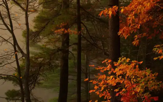 лес, осень, деревья, краски,