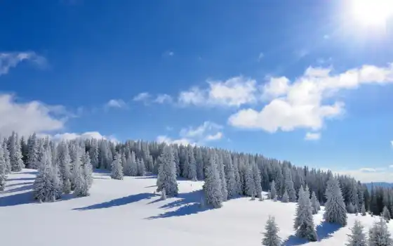 зима, жизнь, солнце, лес, деревья