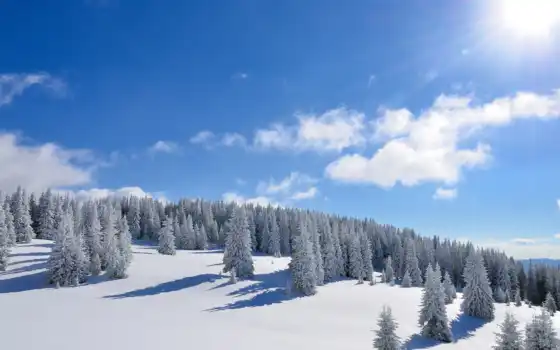 солнце, зима, лес, деревья,