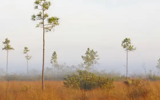 shrubland