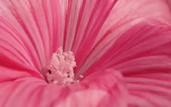 цветы, розовый, макро, 