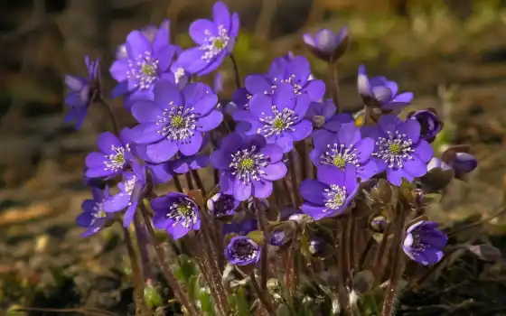 природа, цветы, весна, фиолетовый