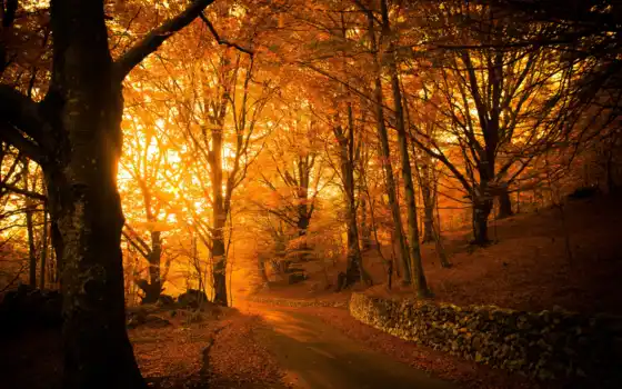 лес, осень, abrakadabra, эстетика