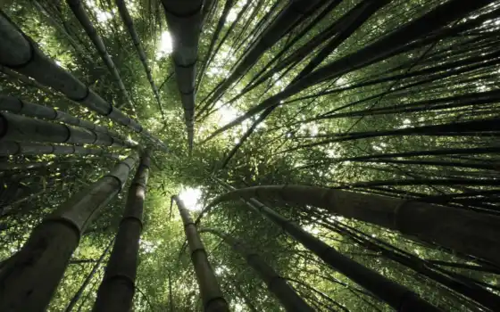 бамбук, деревья, внизу, гимны, свет, ли, ли, искусное, полное, униформное,